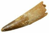 Fossil Spinosaurus Tooth - Real Dinosaur Tooth #380969-1